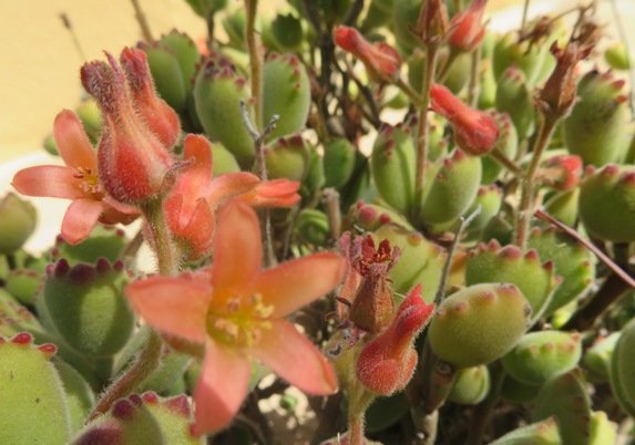 Cotyledon tomentosa subsp. tomentosa flowers open and closed
